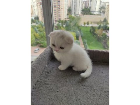 Yavru cins kedi uygun puanlı