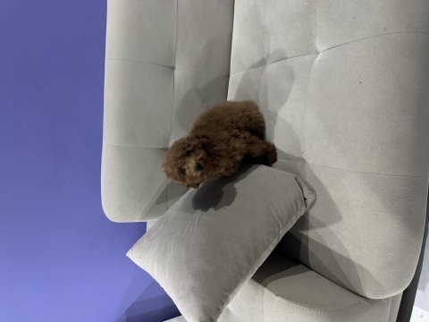 4 aylık poodle uyguna verilecektir