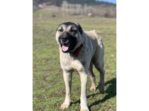 Kurtçu kangal köpeği