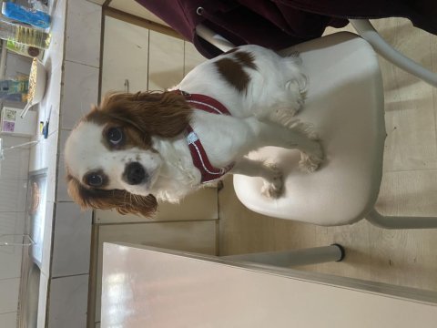 11 aylık cavalier king charles
