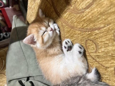 Saf kan golden british shorthair ny12 yavrular(wcf)