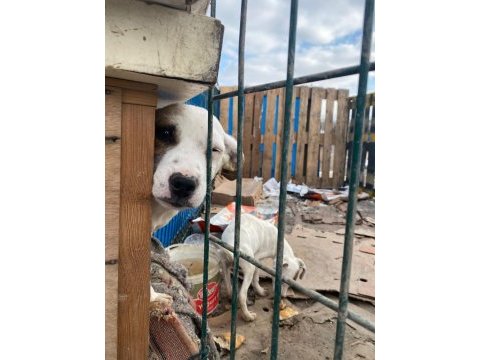 Jack russell melezleri için acil yuva sıcak yuvaları olsun
