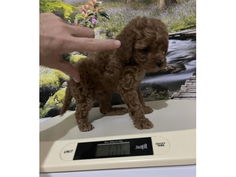 Çok tatlı, orijinal toy poodle yavrusu