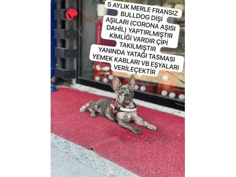 Merlin french bulldog