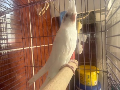 Albino sultan papağanı yavru