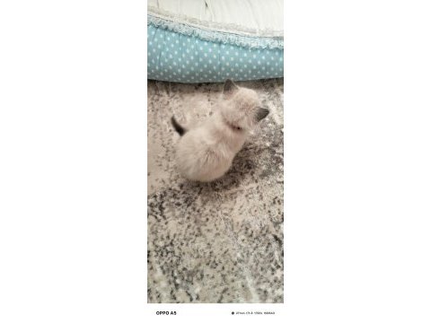 2 aylık british shorthair