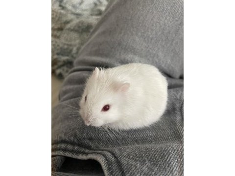 Gonzales hamster