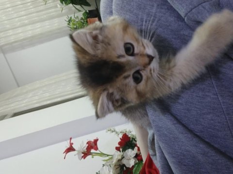 Yavru british shorthair