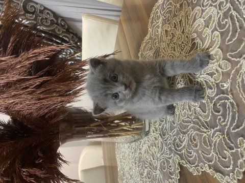 British shorthair