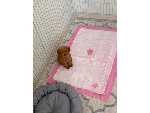Wc eğitimli orjinal ev üretimi poodle yavrularımız