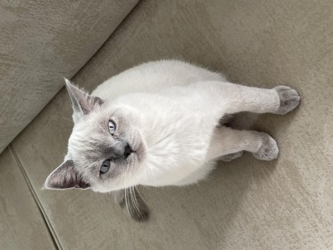 Bluepoint british shorthair