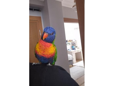 Evcil lori papağanı