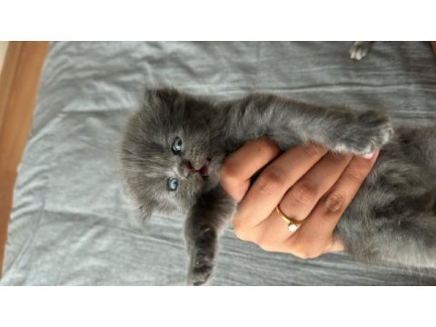 Yavru scottish fold kedilerime yuva arıyorum