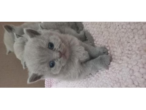 Scottish straight ve scottish fold yavrular