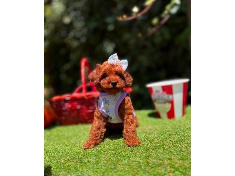 Orjinal toy poodle yavrularımız 