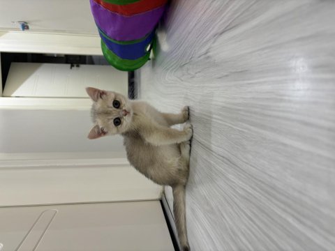 2 aylık dişi safkan british shorthair