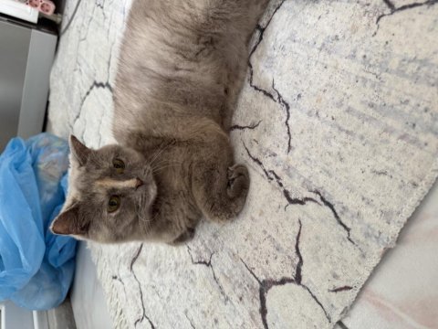 Ücretsiz sahiplendirme british shorthair kedimiz
