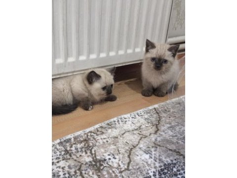 British shorthair blue point yavrularımız