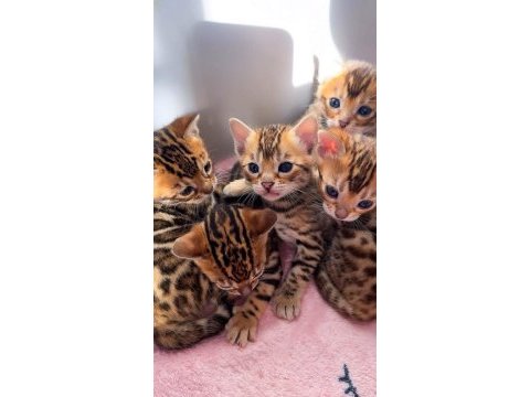 Safkan bengal kedisi yavrular