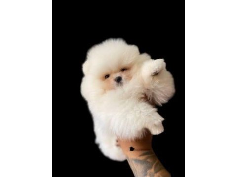 Bebek surat pomeranian