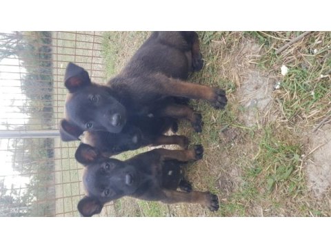 Köyü renk malinois