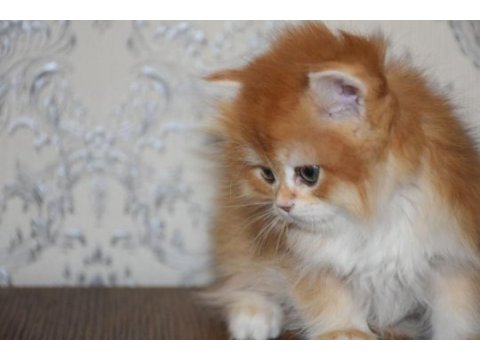 Pofuduk oyuncu yavru kediler onlara iyi bakacak aile arıyor