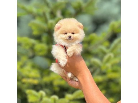 Pofuduk pomeranian cinsi yavrularımız