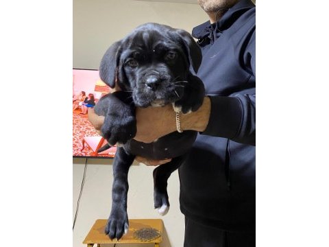 A class şecereli kaliteli cane corso yavru