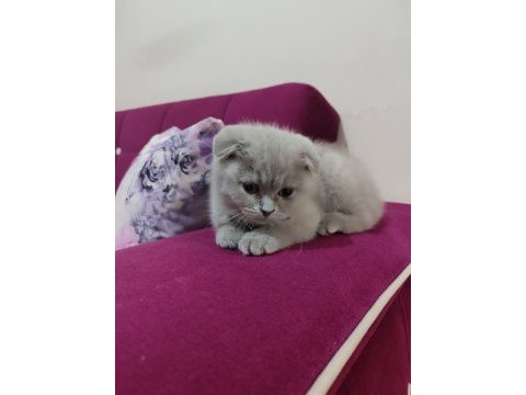 Scottish fold acil vermek istiyorum