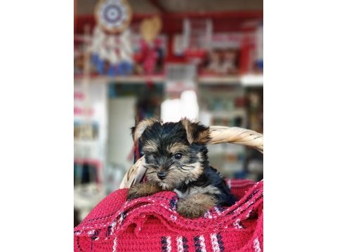 A kalite yorkshire terrier dişi bebekler