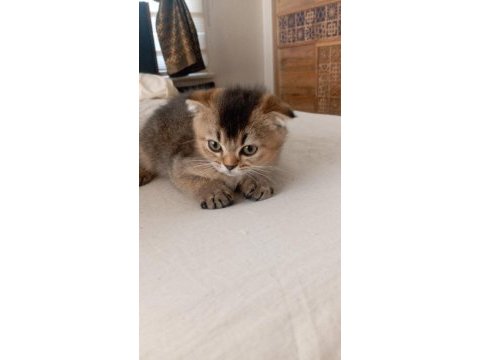 Scottish fold 2 aylik kedi iç parazit var