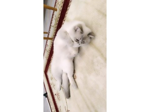 Kedim kızgınlık döneminde acil eş aranır