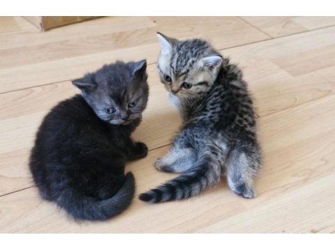 Golden british shorthair yavruları