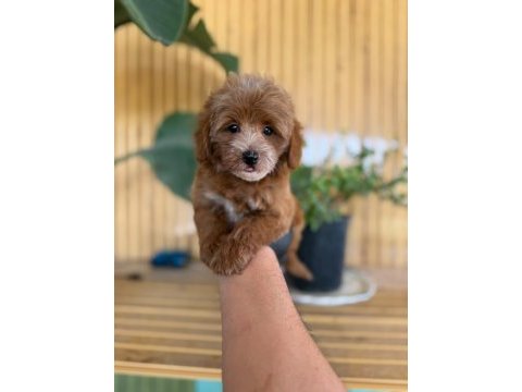 Maltipoo bebek köpekler referans yavru