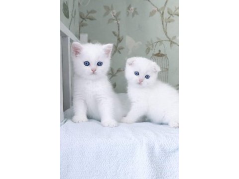 Maviş gözlü scottish fold biblolarım