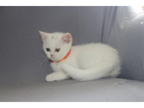 British shorthair dişi ve erkek white