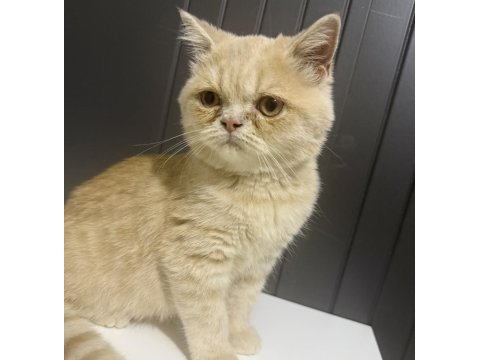 3 aylık british shorthair kedimiz