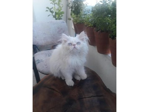 3 aylık dişi persian