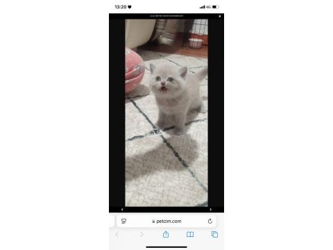 Lilac british shorthair bebekler