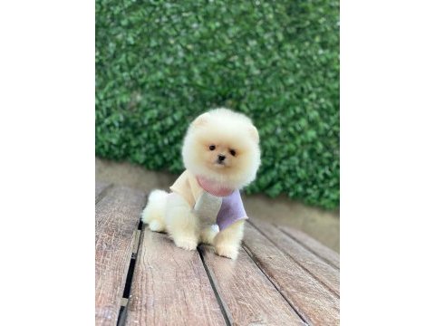 Teddy bear pomeranian yavrularımız sizi bekliyor