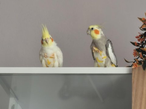 Sultan papağanı dişi ve erkek