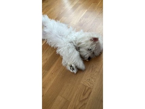 5 aylık maltese terrier