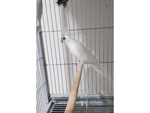 Albino sultan papağanı