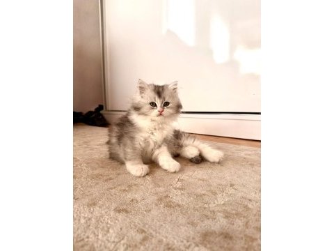 Chinchilla miniklerimiz