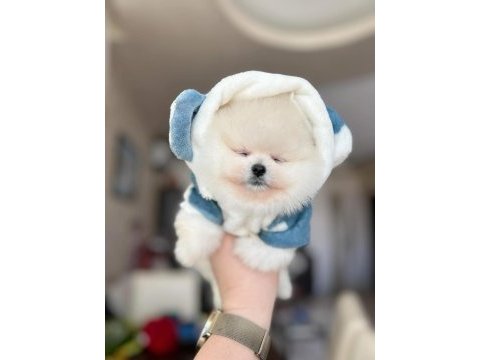 Pomeranian boo erkek ayı surat