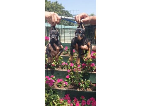 Sağlık ve ırk garantili doberman yavrularım
