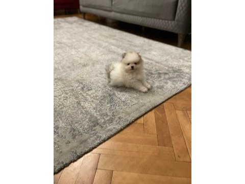 3 aylık erkek yavru pomeranian boo