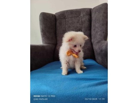 Pomeranian yavrumuz eva ya yeni bir yuva