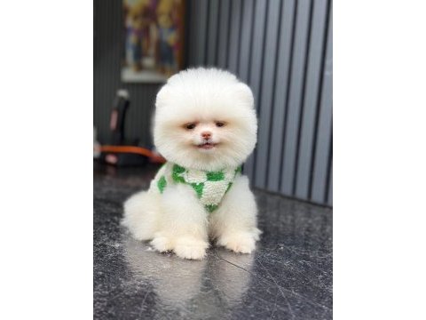 Pamuk şekeri pomeranian boo