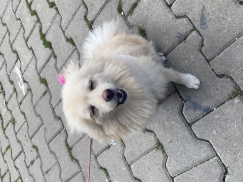 Köpegim 9 aylık bütün aşıları tam eğitimli